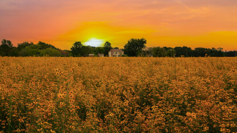 Rose Dairy field at sunset