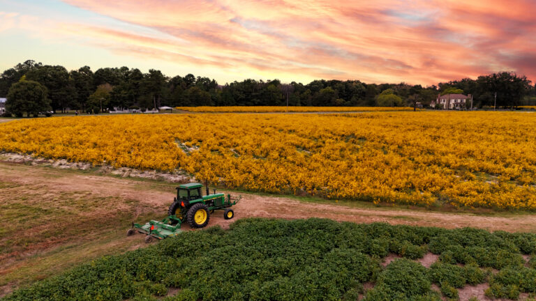 Rose Dairy field with tractor