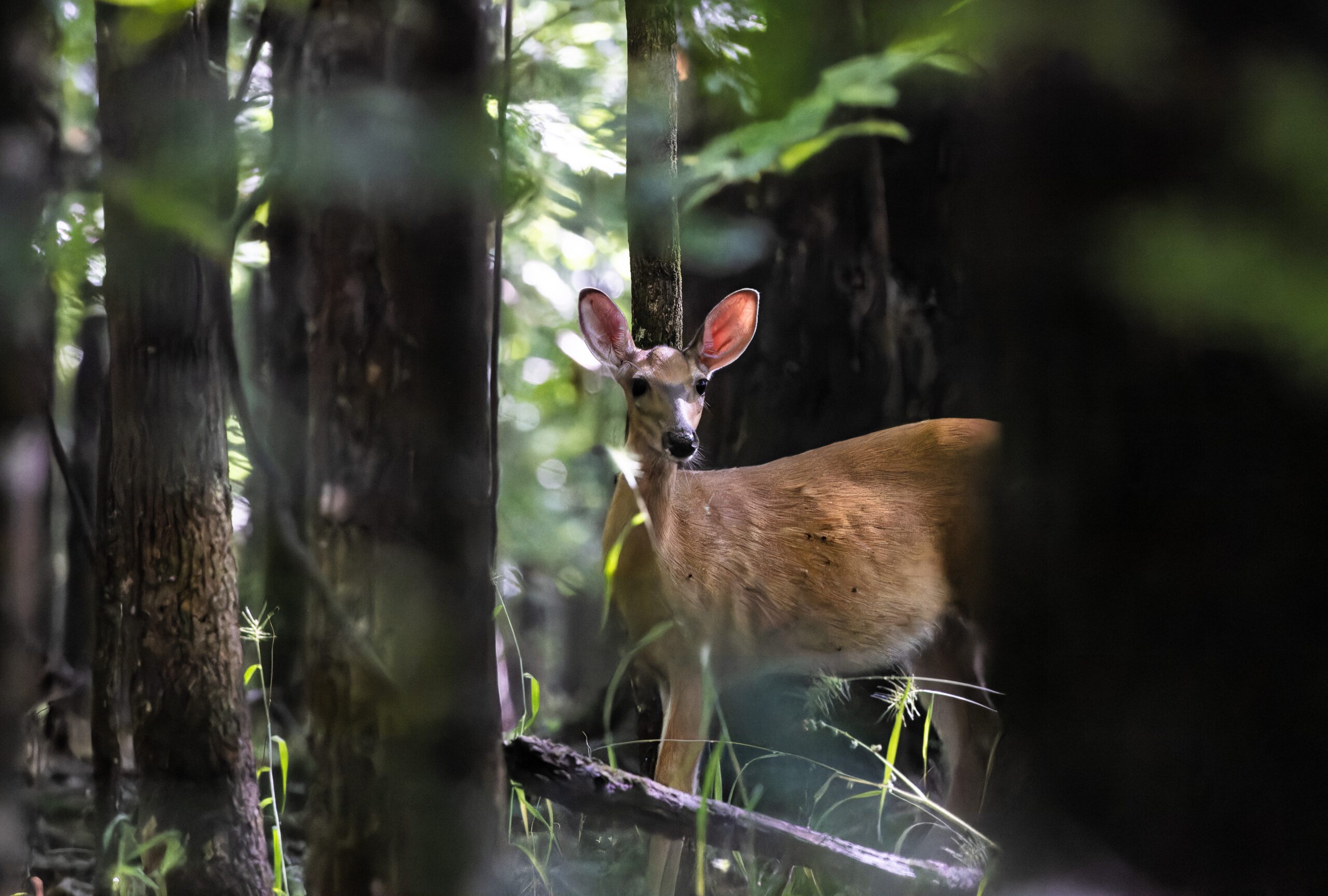 RossMcKinney JohnstonMill Apil2023 Ross McKinney 2 1 scaled