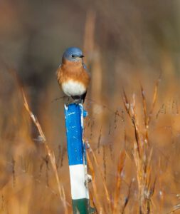 Photo by Sam Upchurch