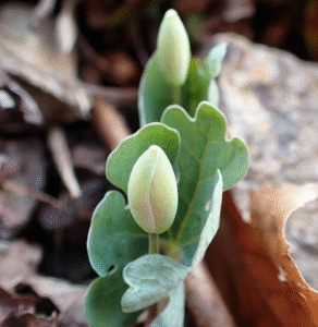 Screen Shot 2020 03 16 at 5.06.59 PM e1585601888129 1