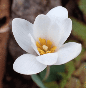 Screen Shot 2020 03 16 at 5.07.19 PM e1585601788514 1