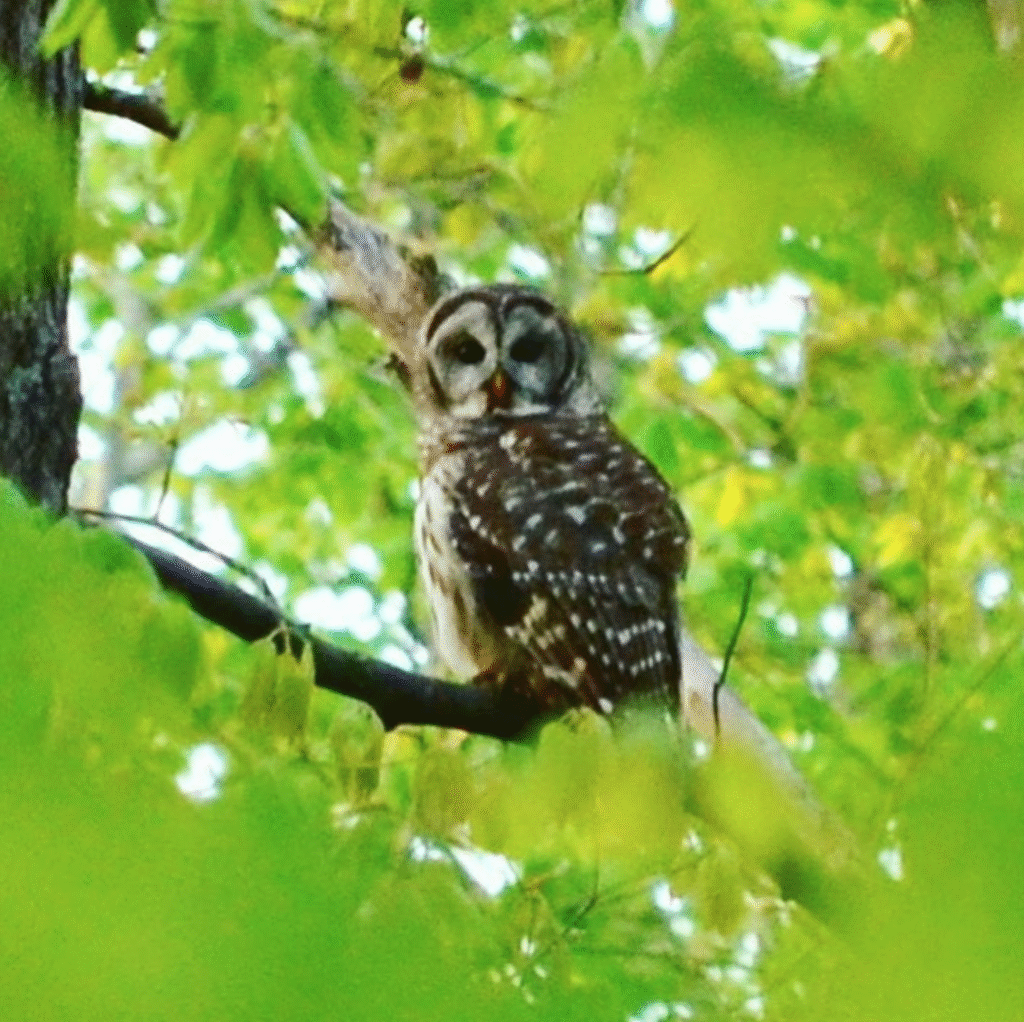 Screen Shot 2020 04 13 at 5.27.22 PM 1