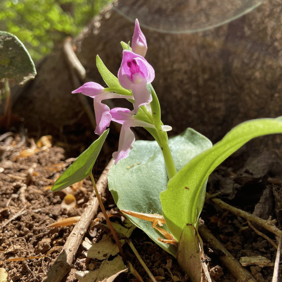 Screen Shot 2020 04 13 at 5.58.38 PM 1