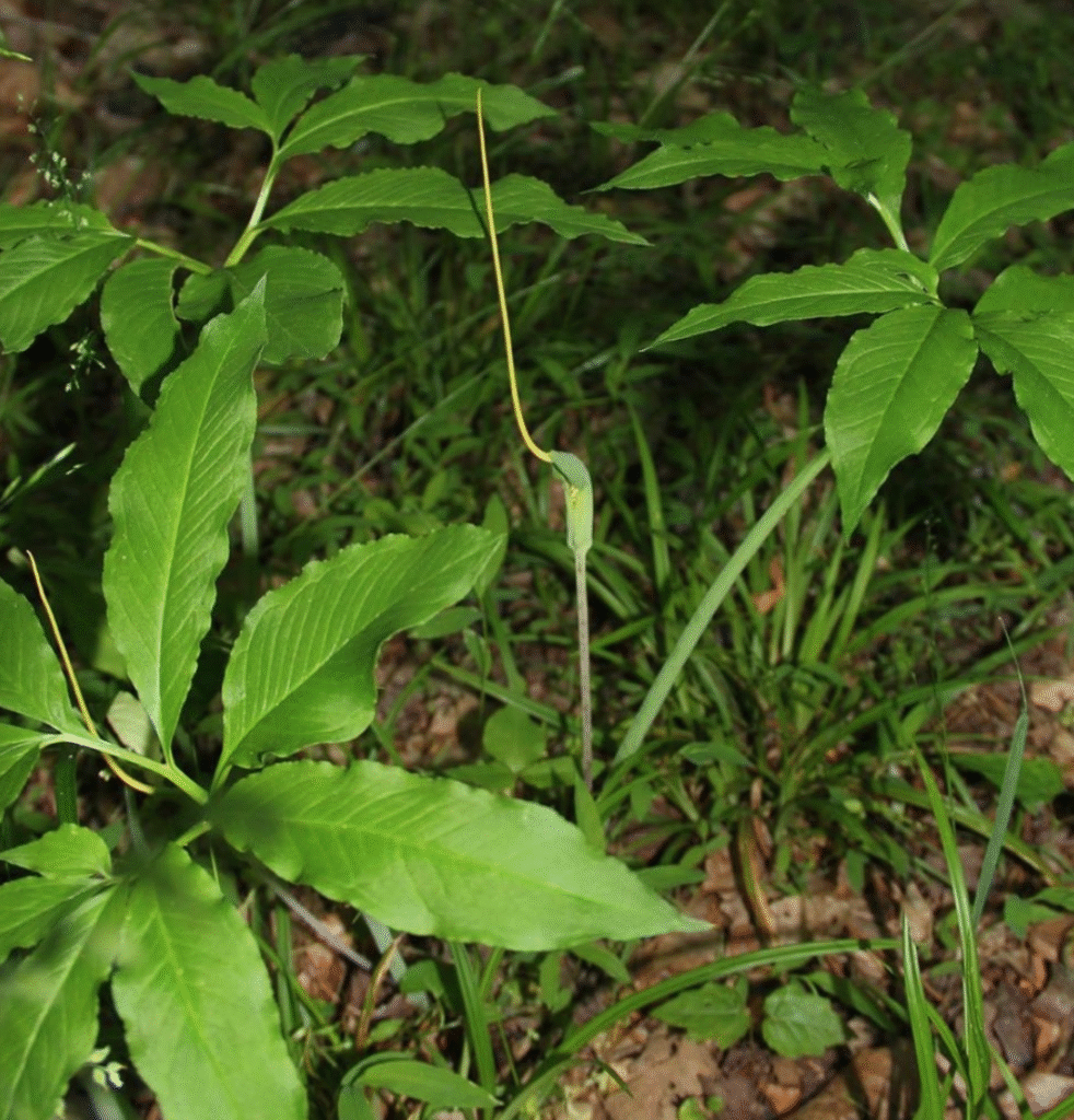 Screen Shot 2020 05 22 at 12.29.14 PM 1