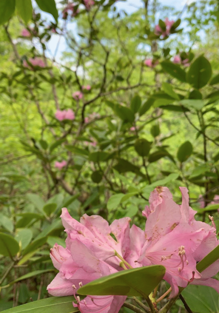 Screen Shot 2020 05 22 at 12.37.26 PM 1