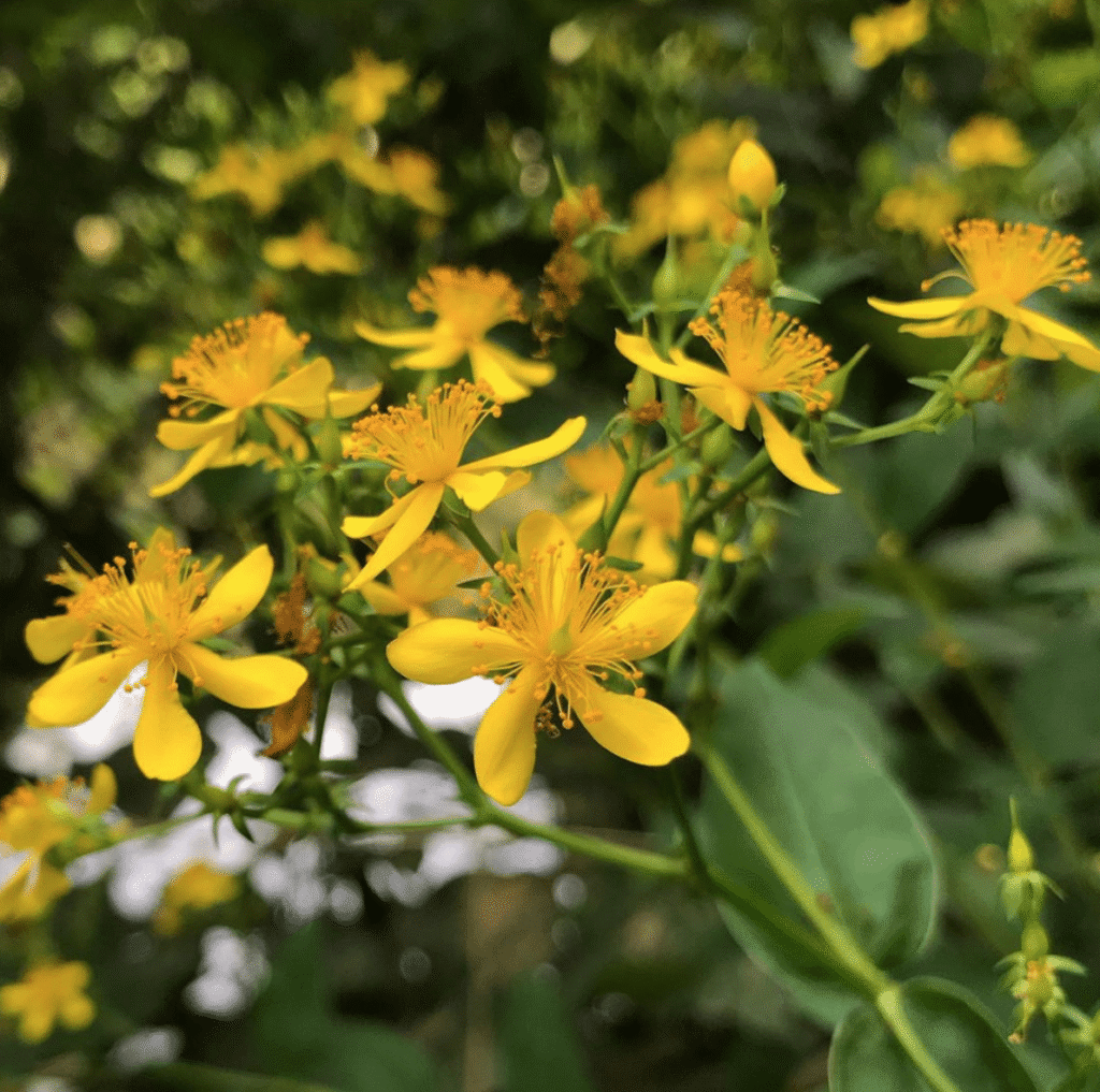 Screen Shot 2020 07 13 at 9.39.03 AM 1