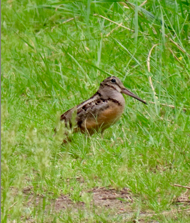 Screenshot 2026 02 06 094340