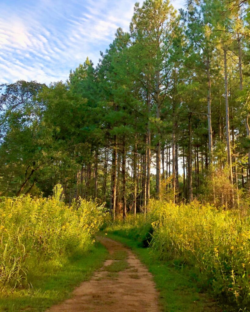September2023 Cemetery Connector Trail view Brumley North scaled e1762186747811