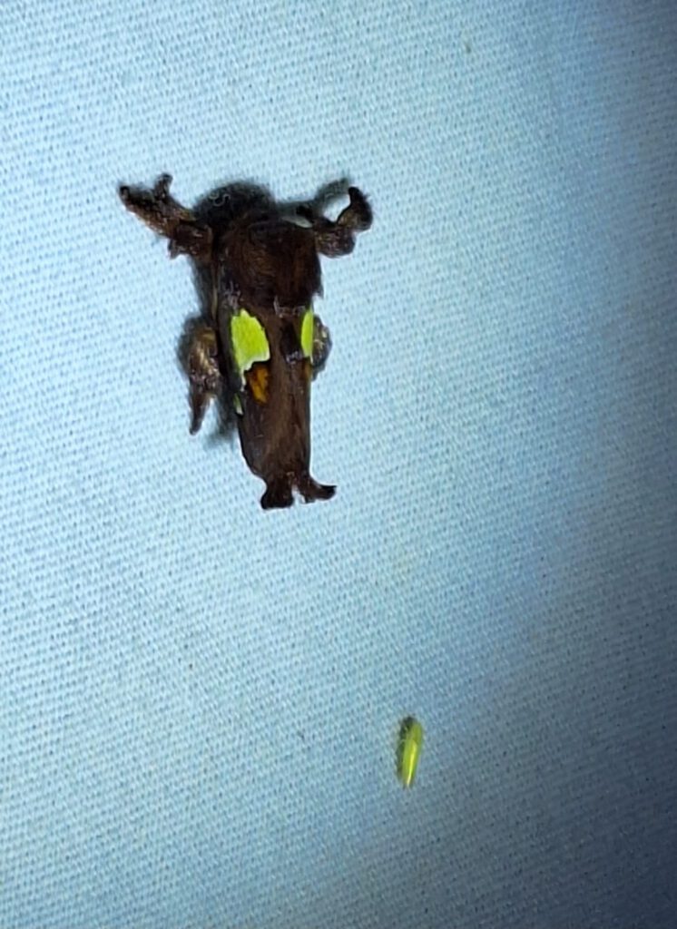 Moth Madness at Brumley Nature Preserve Spiny oak slug moth Euclea delphinii Laura Warman 1 1