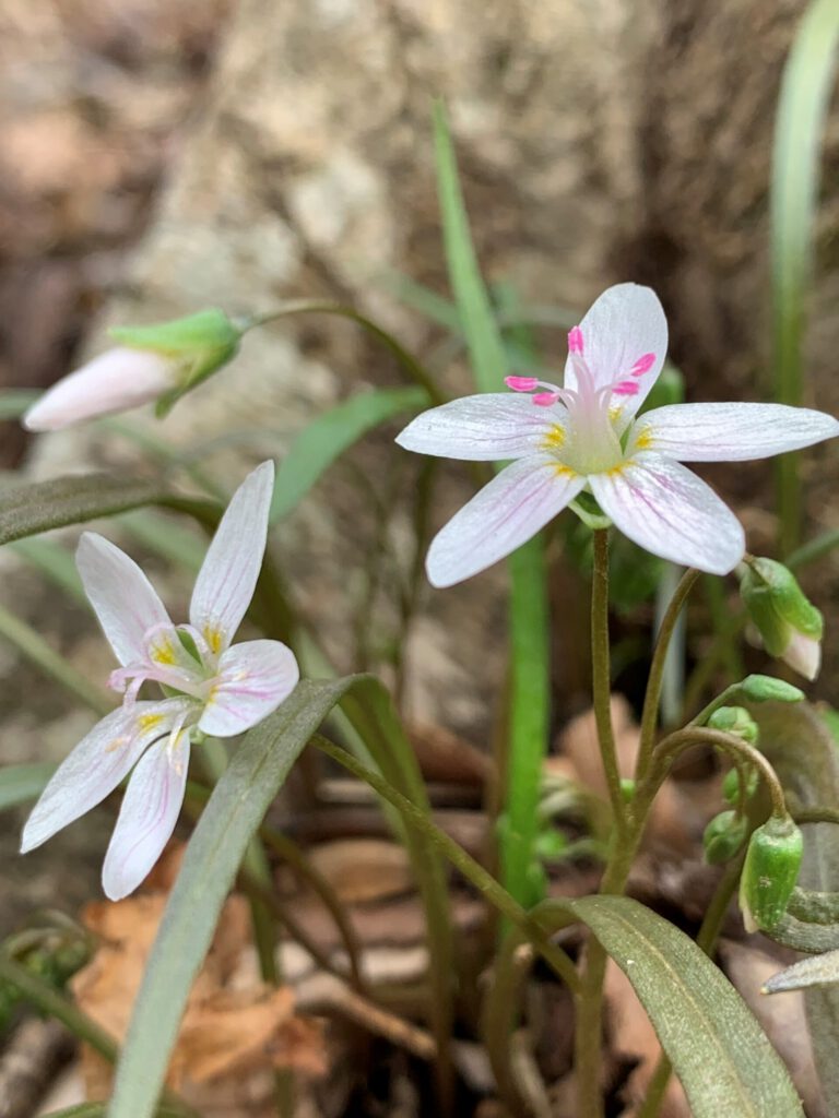 Spring Ttriangle Welcome to Spring! | Triangle Land Conservancy