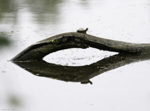 Turtle king of the mountain 5 18 1 of 1 Joe Donahue