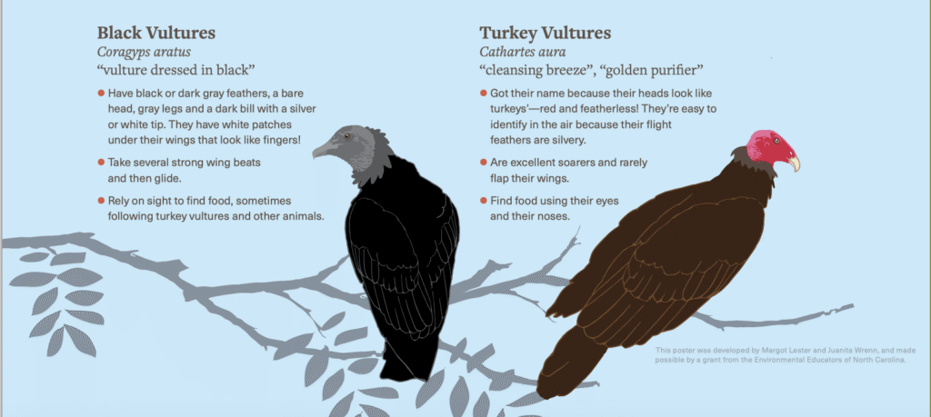 Vultures IdentificationKey MargotLester 1