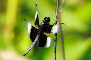 Widow Skimmer Brumley North Ross McKinney 1