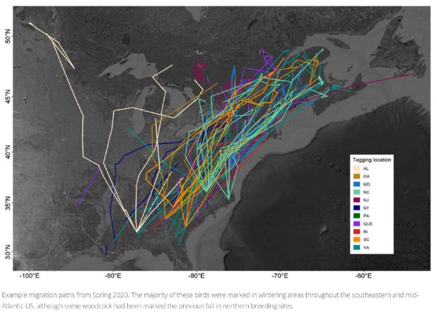 Woodcock MigrationPaths