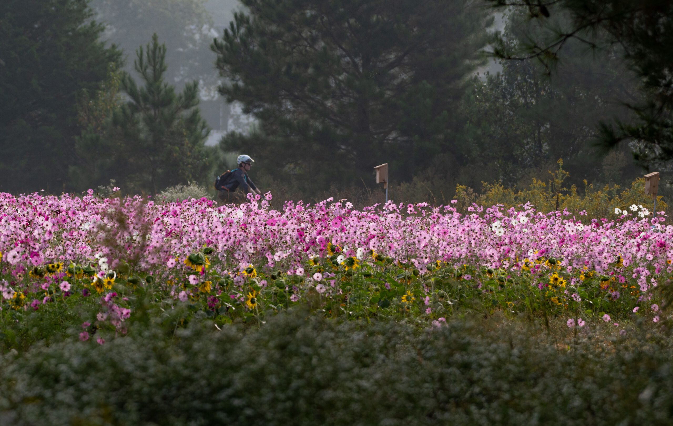 bike flowers ar 1 scaled