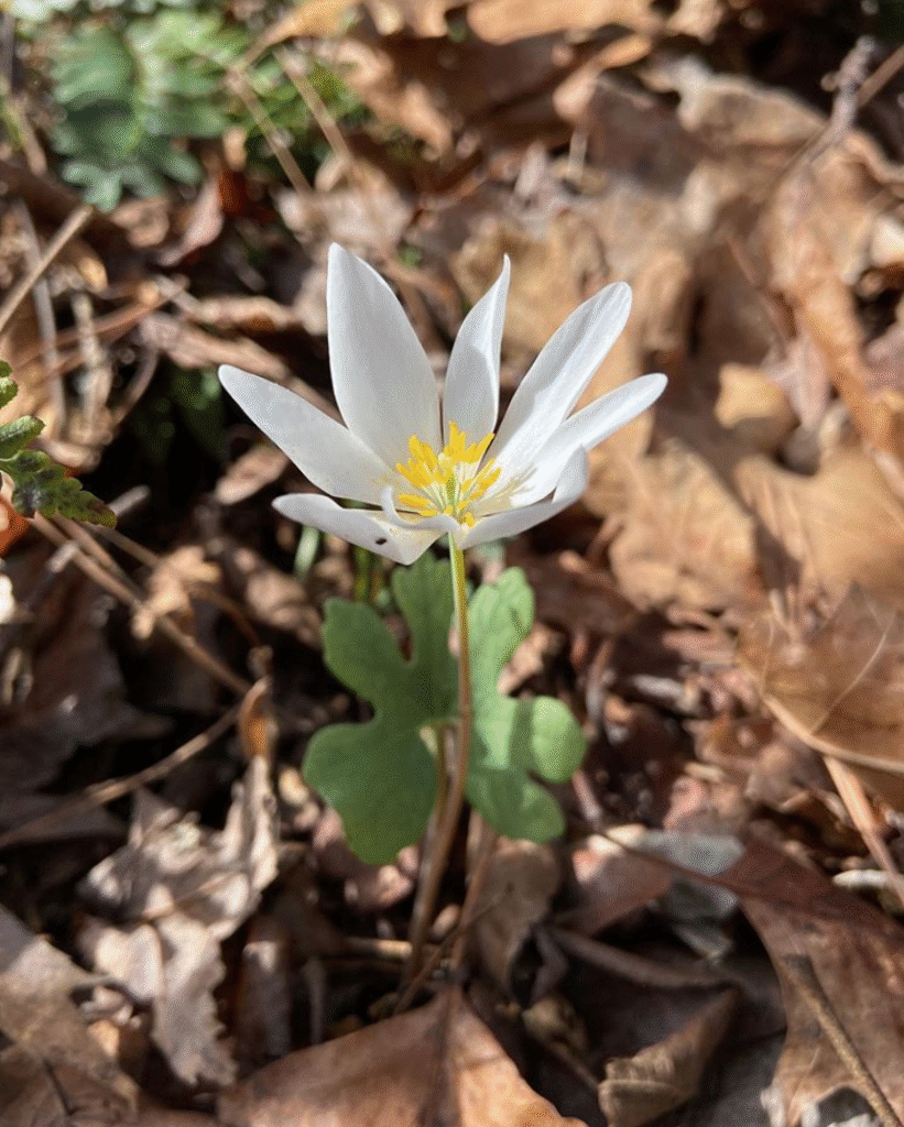 bloodroot by jessie birckhead 1