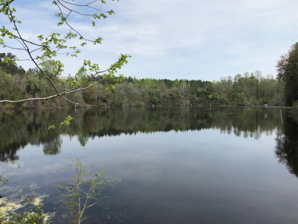 brogden bottomlands 2