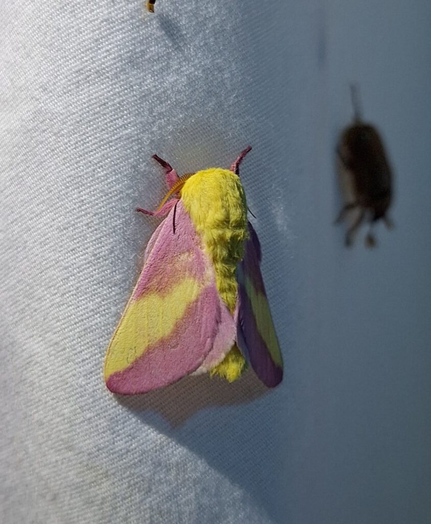 Moth Madness at Brumley Nature Preserve c4086bf7 14e2 4c6f b4a7 237724aaae1f 1