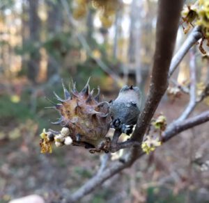 Fruit and gall of witch hazel