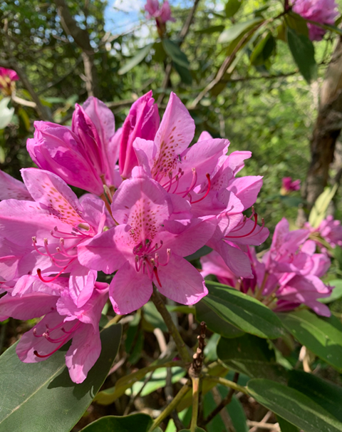 Tour the Triangle on These Favorite TLC Trails catawbarhodos sallyedwards 1 1