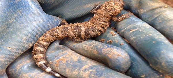 salamander, triangle land conservancy