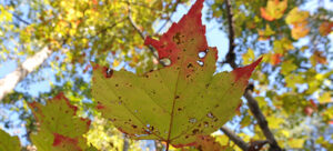 fall leaf sonke johnsen 1
