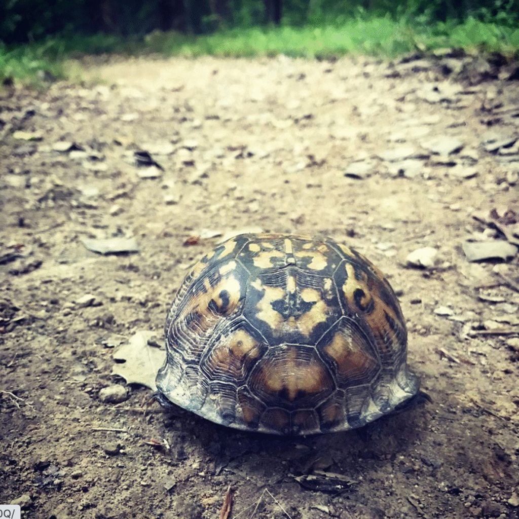 hootowlkarma eastern box turtle WP 1