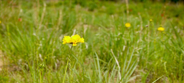 Exploring Horton Grove Nature Preserve triangle land conservancy