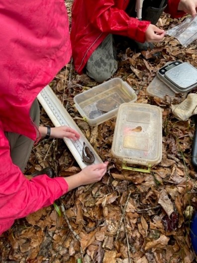 Meet the Neuse River Waterdog! hroyal waterdog 1