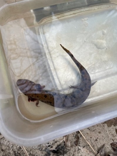 Meet the Neuse River Waterdog! hroyal waterdog2 1