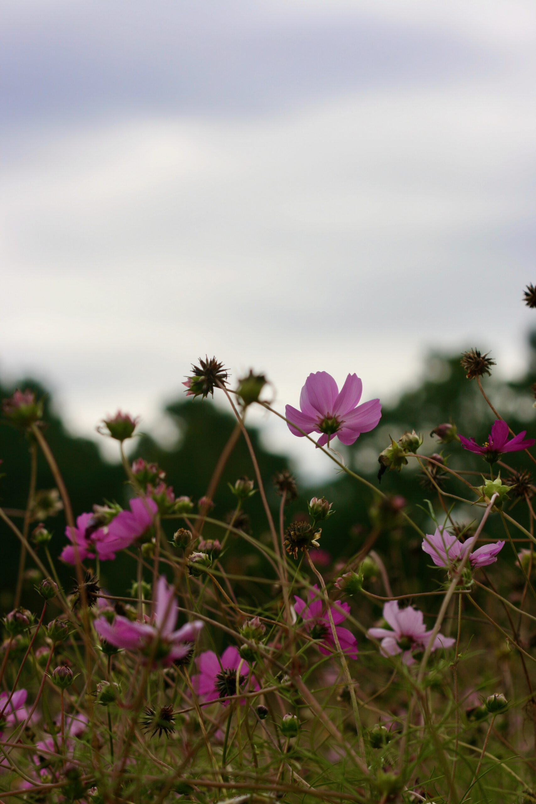 in the cosmos margot lester 1 1 scaled