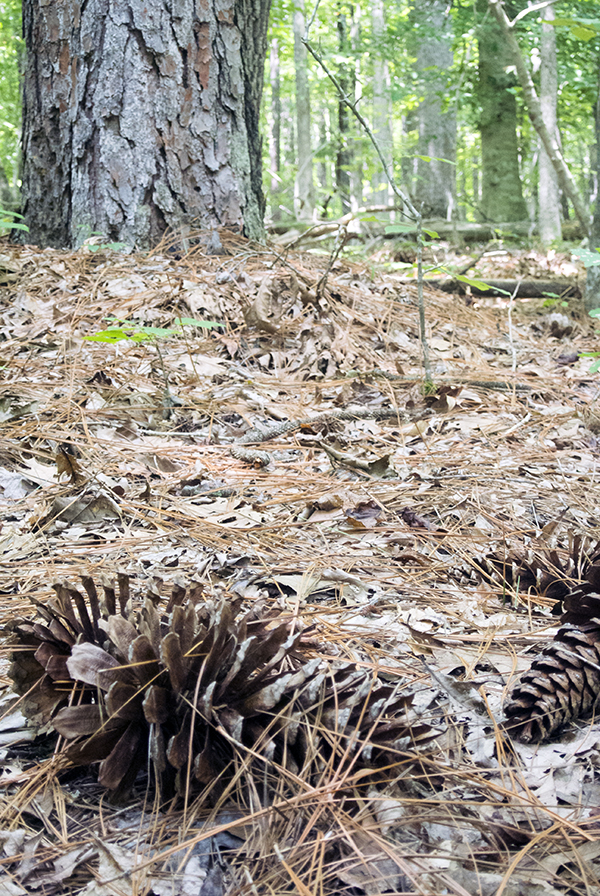 Longleaf Pine at White Pines Nature Preserve