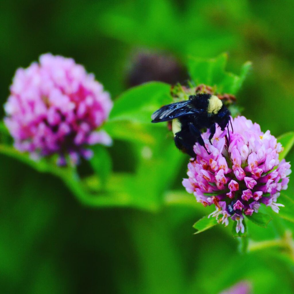 manisit das bee HG 1