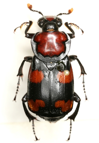 “That mouse might be dead, but romance isn’t.” A love letter to burying beetles medium