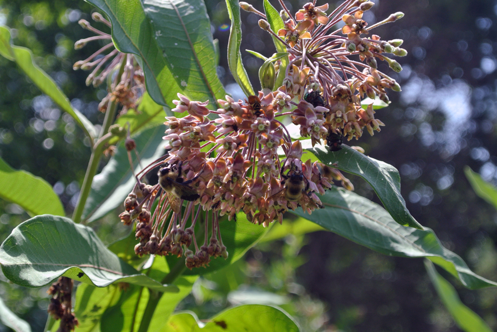 Milkweed