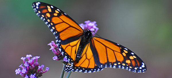 Monarch butterfly