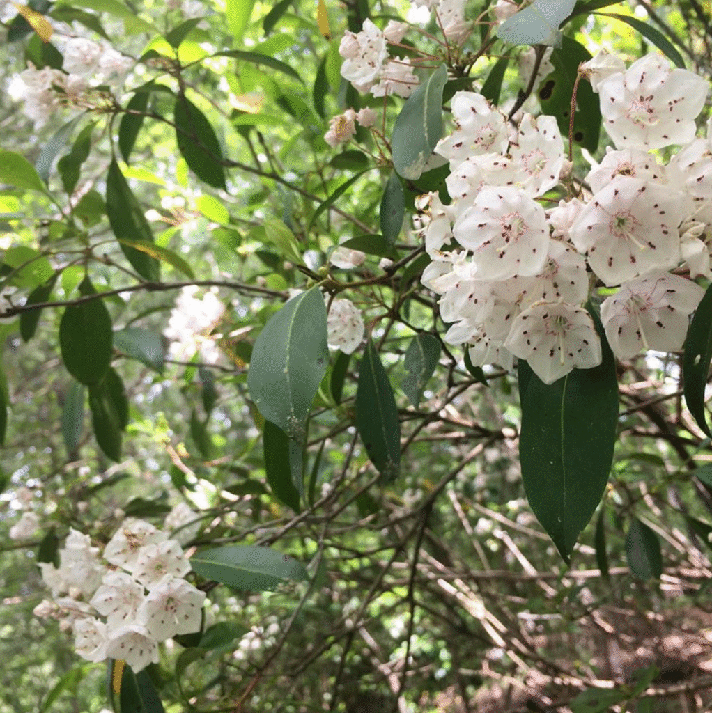 mountain laurel 1 1