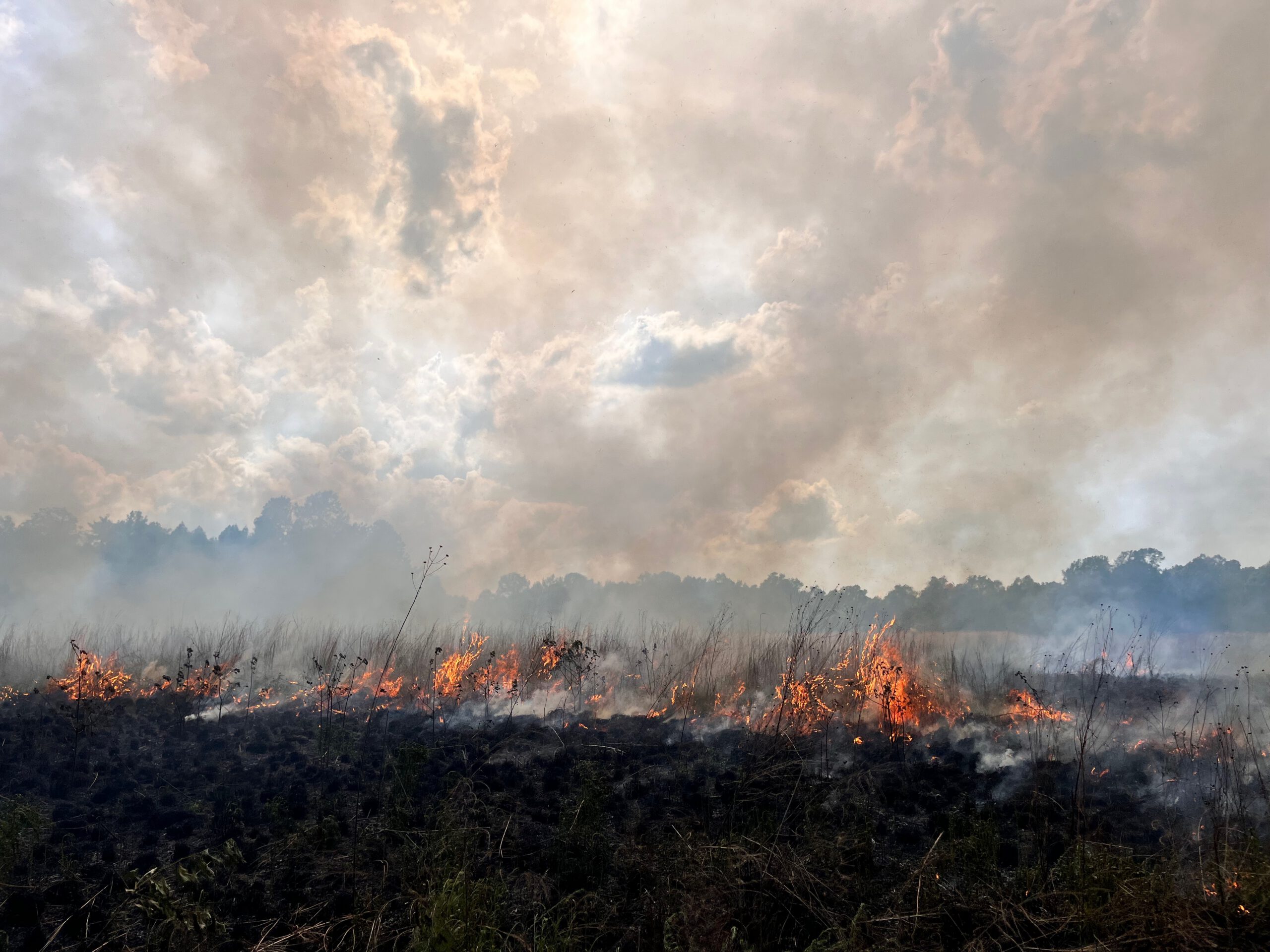 prescribed fire 1 scaled