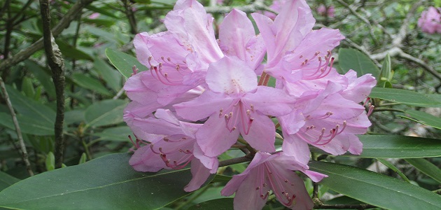 Join TLC’s Rhodo Ramble triangle land conservancy