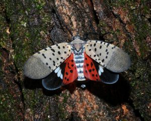 spottedlanternfly 1