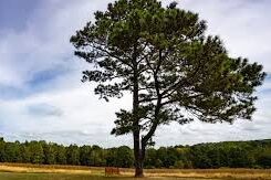 Sugg Farm at Bass Lake in Holly Springs.