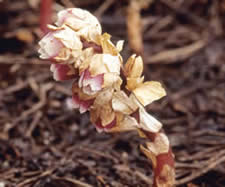 Success of the Endangered Species Act, Nationally and Locally triangle land conservancy