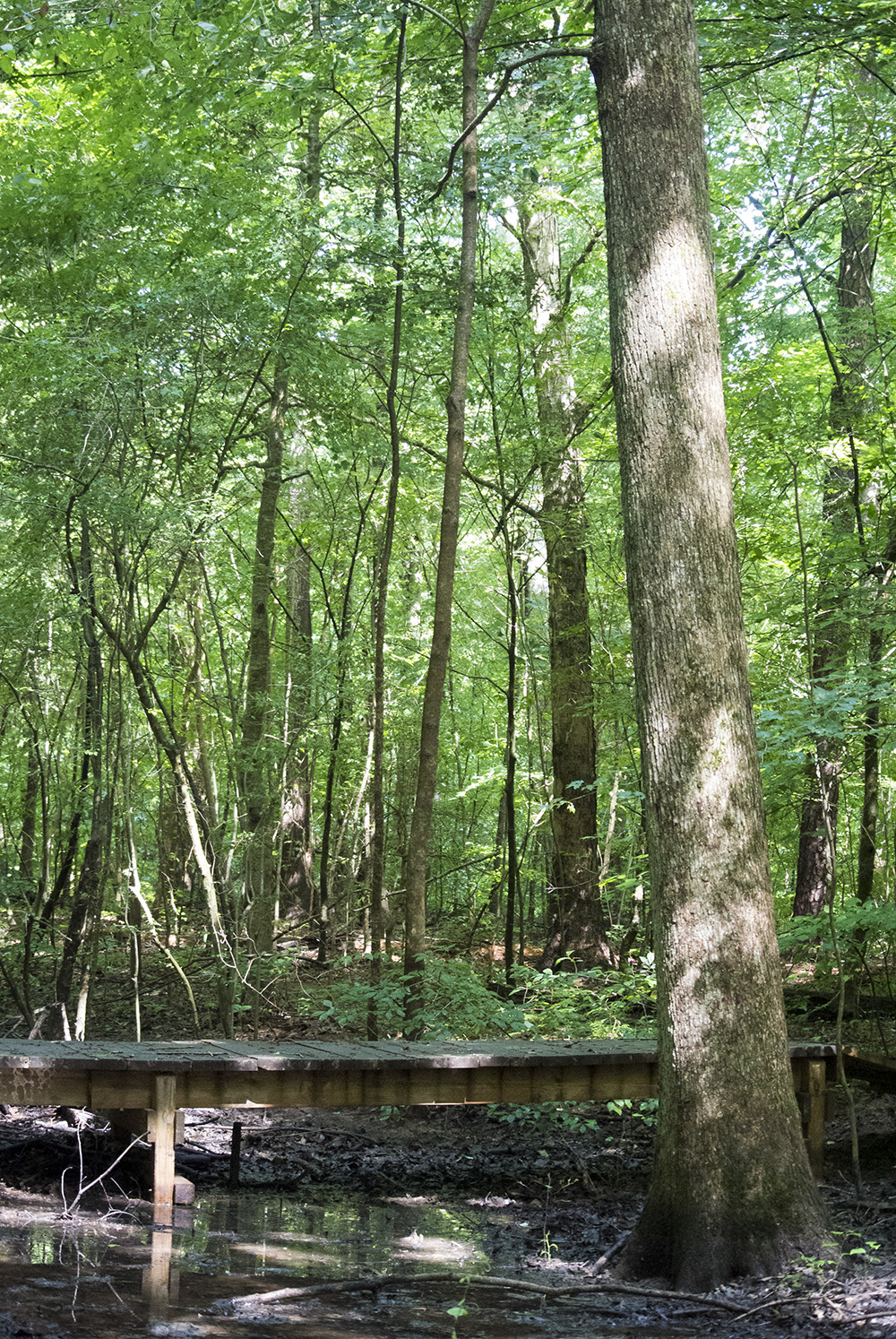 Hauling a Hippo Swift Creek Bluffs