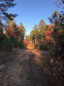 thumbnail Bolton Forest 2021 11 17 13 1