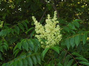 Tree of Heaven leaves and flowers