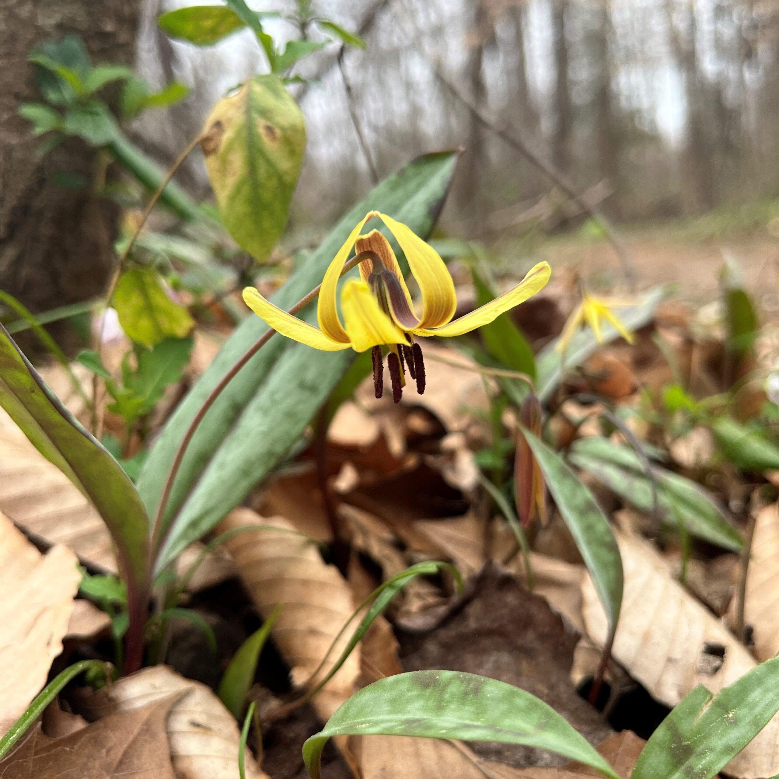 trout lily scb og edited scaled 2