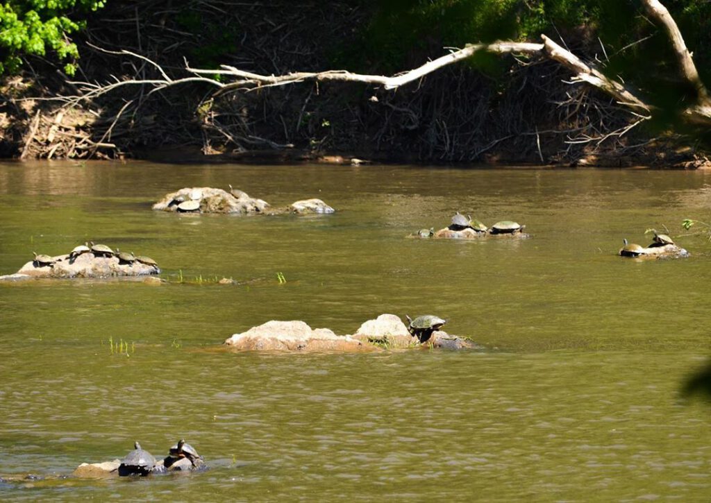 white pines turtles manisit das 1