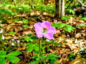 wild geranium swift creek bluffs 2