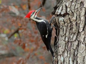 woodpecker header 1